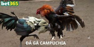 Đá Gà Campuchia Bet365 – Kênh Cá Cược Uy Tín Nhất 2025