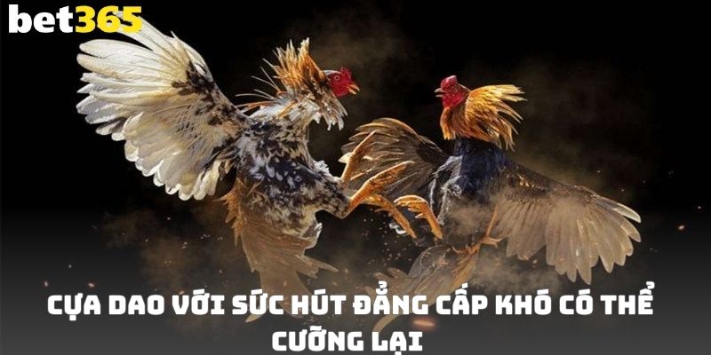 Cựa dao với sức hút đẳng cấp khó có thể cưỡng lại 